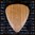 Timber Tones Guitar Wood Pick -  Sugar Maple (relatively soft)